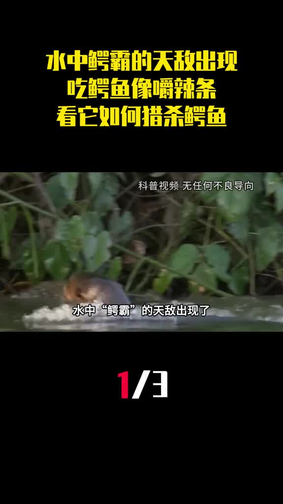 水中鳄霸的天敌出现了吃鳄鱼像嚼辣条看它如何猎杀鳄鱼1