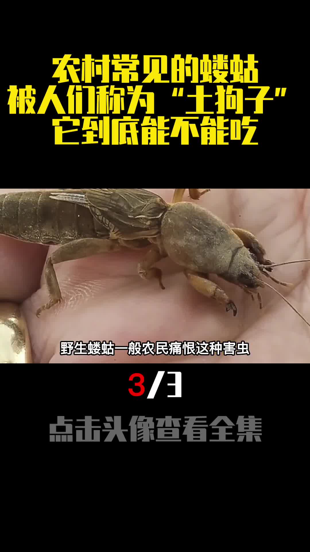农村常见的蝼蛄被人们称为土狗子它到底能不能吃3