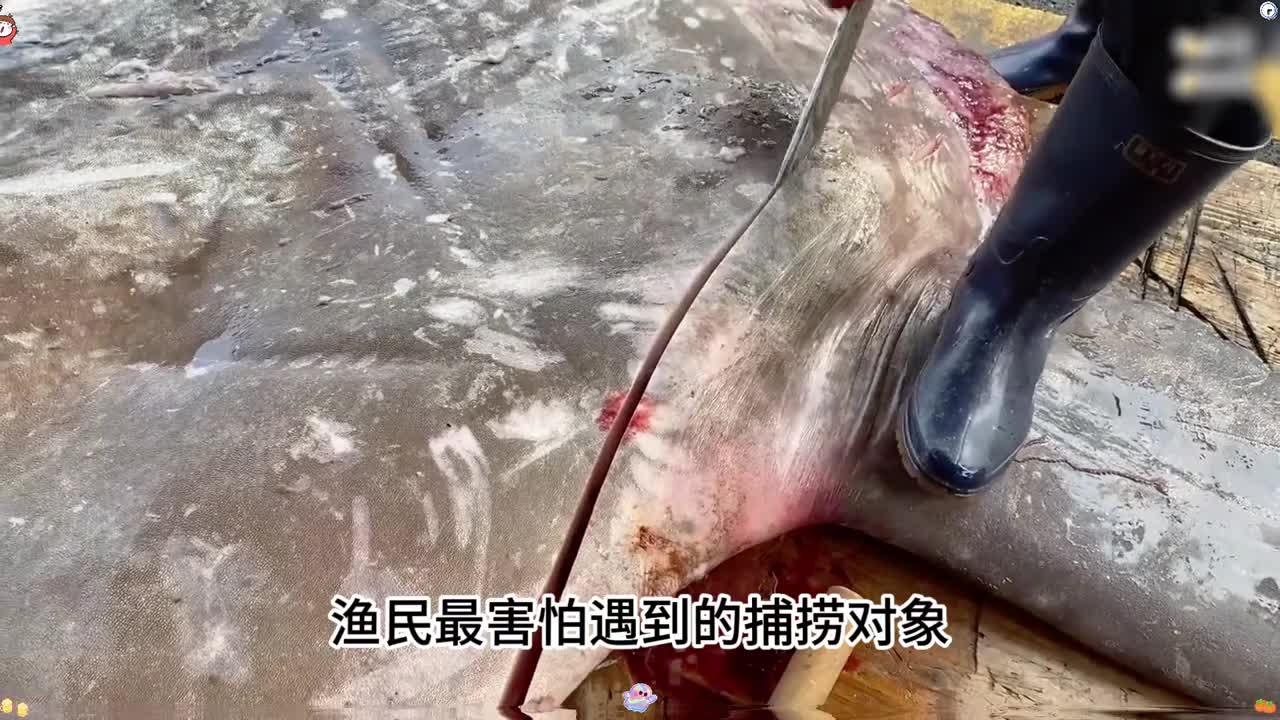 你知道为什么金枪鱼肉上鲜有寄生虫吗