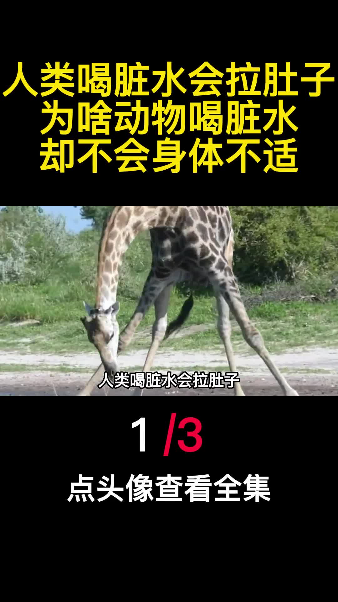 人类喝脏水会拉肚子为啥动物喝脏水却不会身体不适1