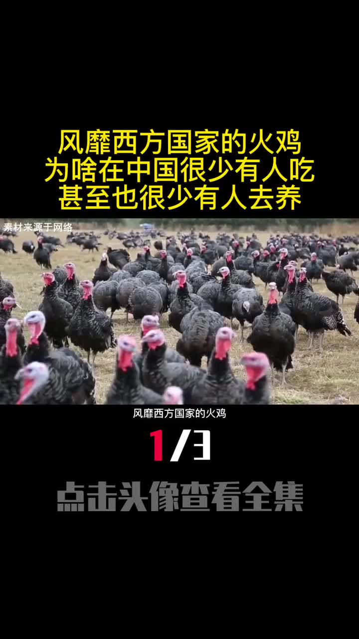 风靡西方国家的火鸡为啥在中国很少有人吃甚至也很少有人去养1