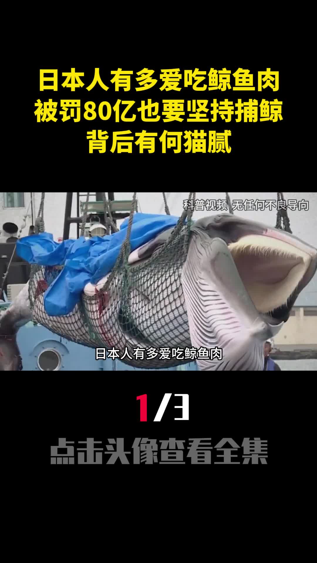日本人有多爱吃鲸鱼肉被罚80亿也要坚持捕鲸背后有何猫腻1