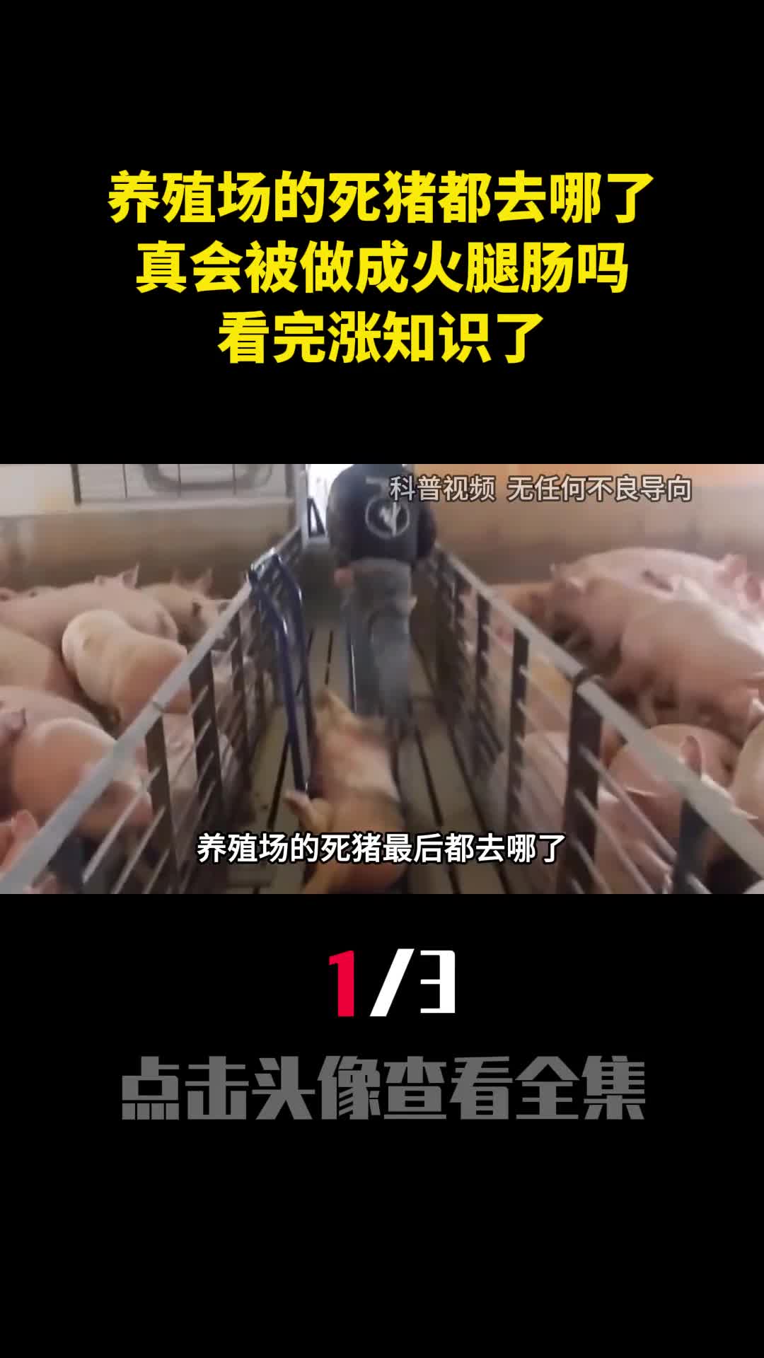养殖场的死猪最后都去哪了真会被做成火腿肠吗看完涨知识了1