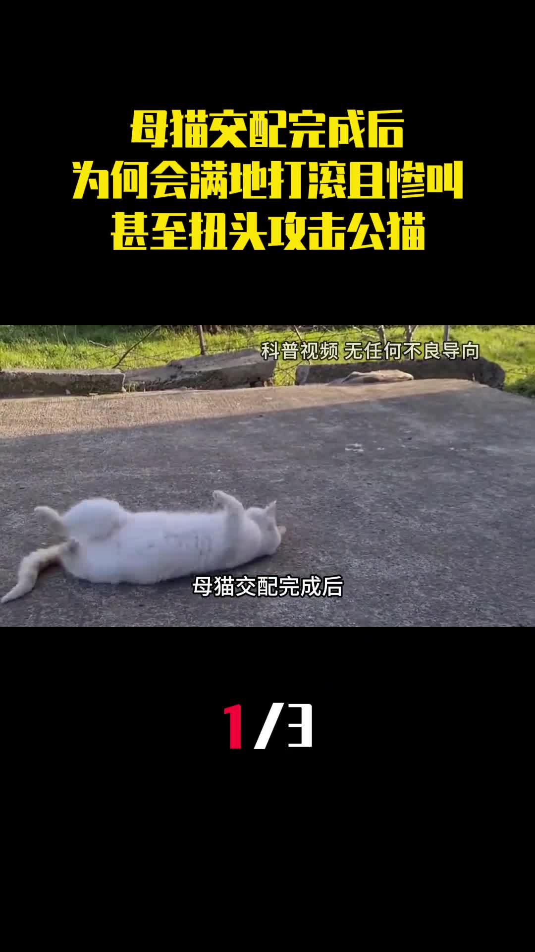 母猫交配完成后为何会满地打滚且惨叫甚至扭头攻击公猫1