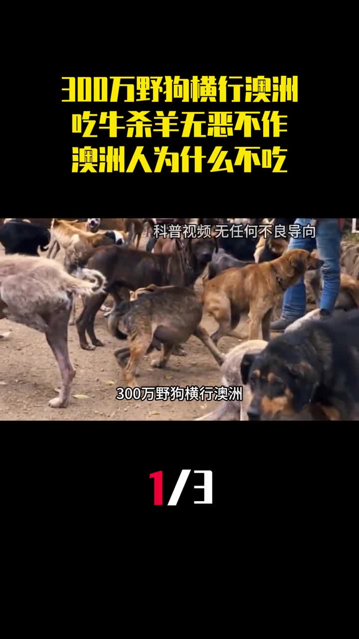 300万野狗横行澳洲吃牛杀羊无恶不作澳洲人为什么不吃它们1