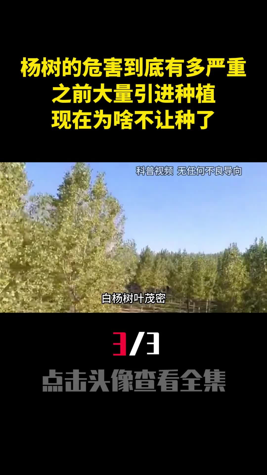 杨树的危害到底有多严重之前大量引进种植现在为啥不让种了3