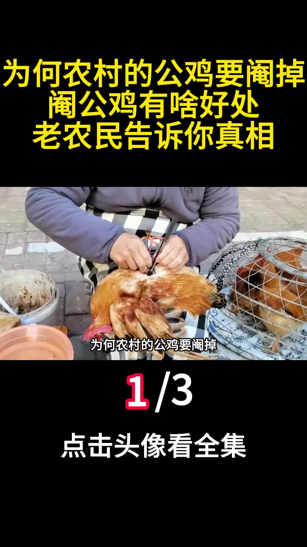 为何农村的公鸡要阉掉阉公鸡有啥好处老农民告诉你真相1