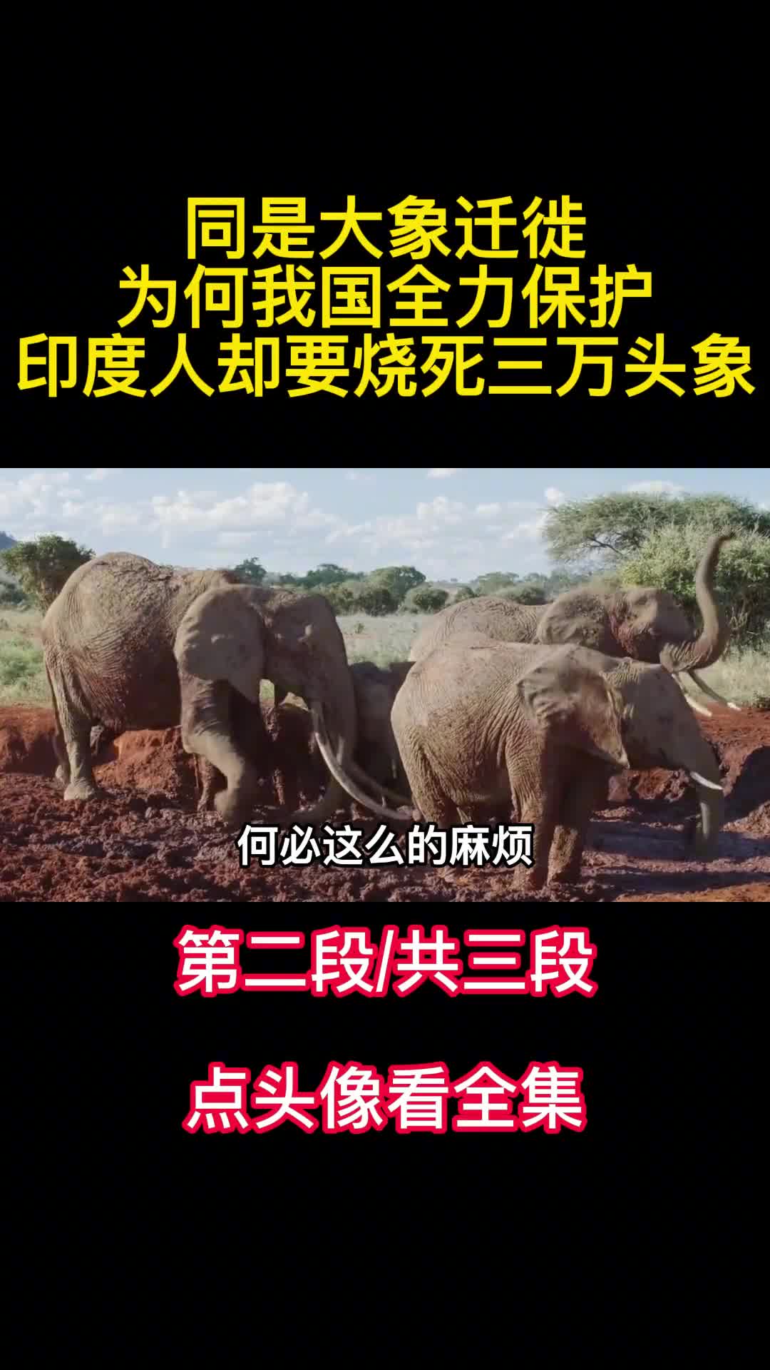 同是大象迁徙为何我国全力保护印度人却要烧死三万头象2