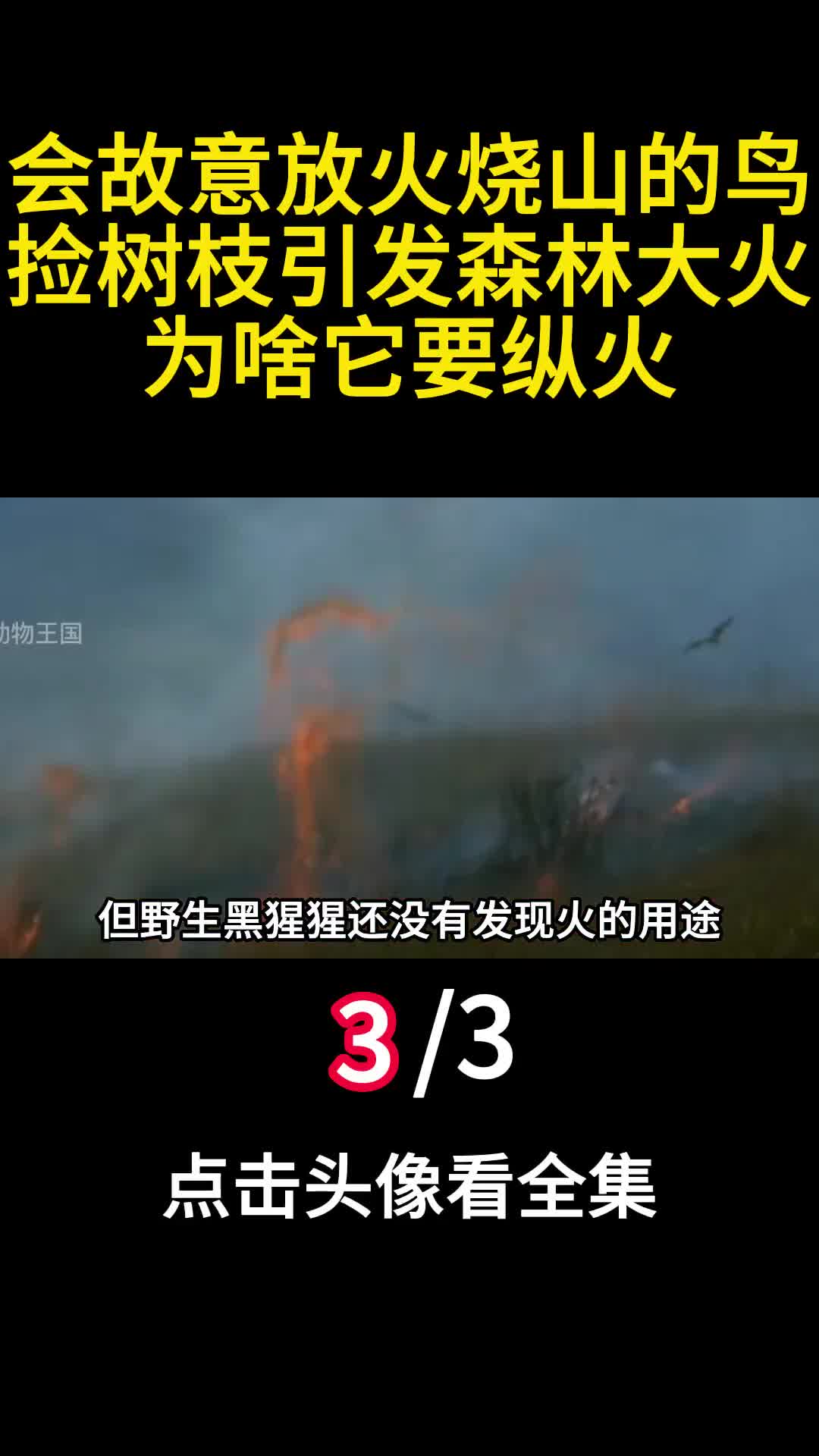 会故意放火烧山的鸟捡树枝引发森林大火为啥它要纵火3