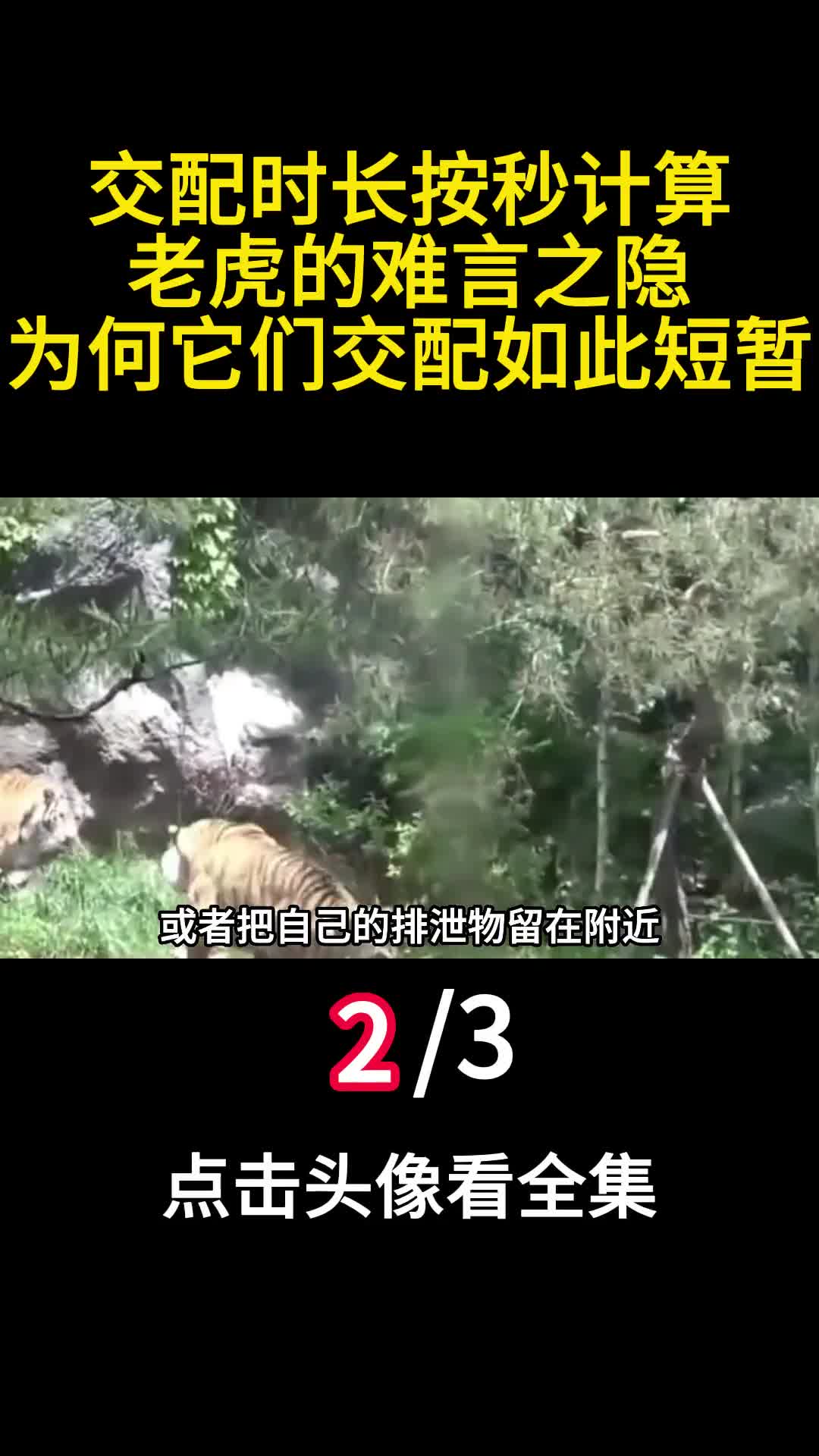 交配时长按秒计算老虎的难言之隐为何它们交配如此短暂2