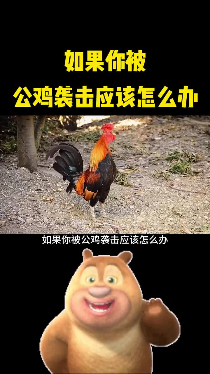 如果不小心被公鸡袭击了该怎么办