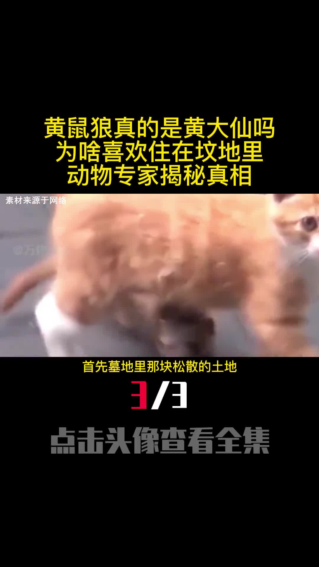 黄鼠狼真的是黄大仙吗为啥喜欢住在坟地里动物专家揭秘真相3