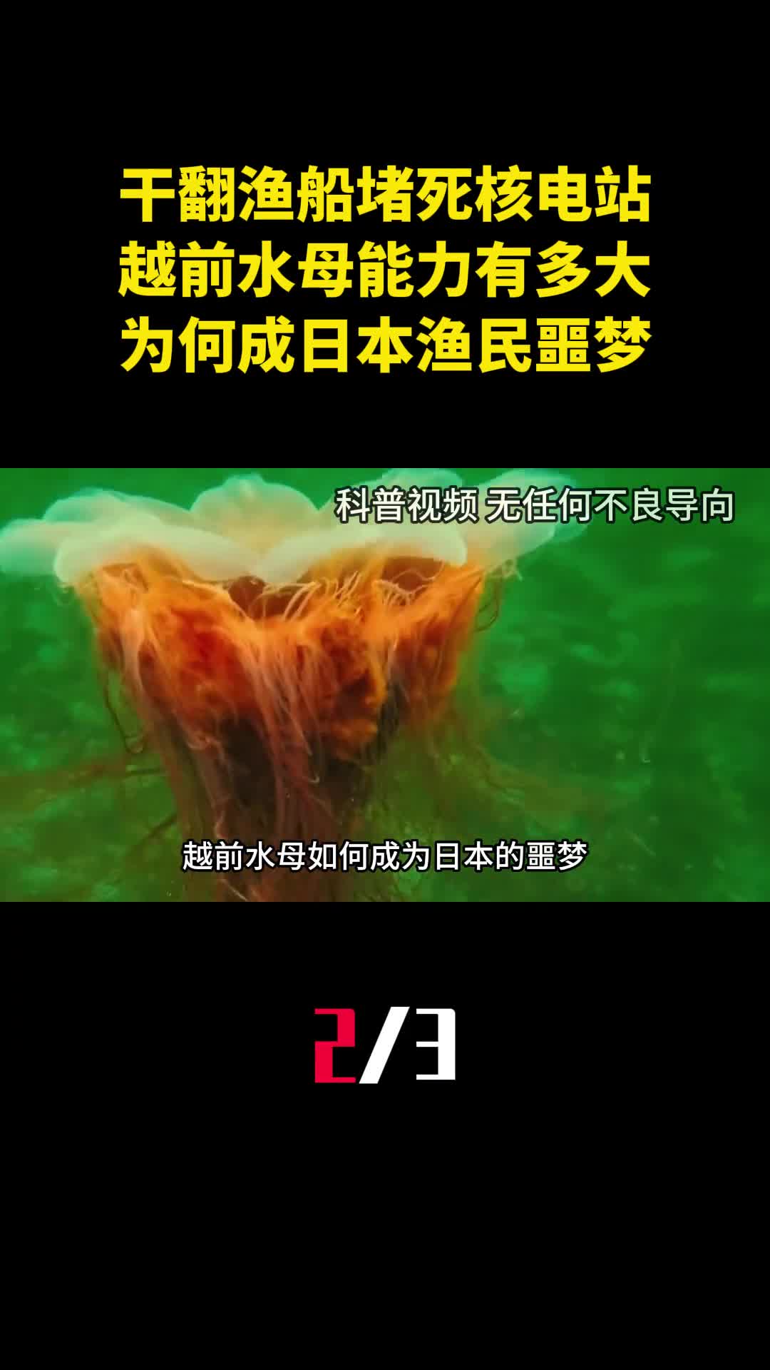 干翻渔船堵死核电站越前水母能力有多大为何成日本渔民噩梦2