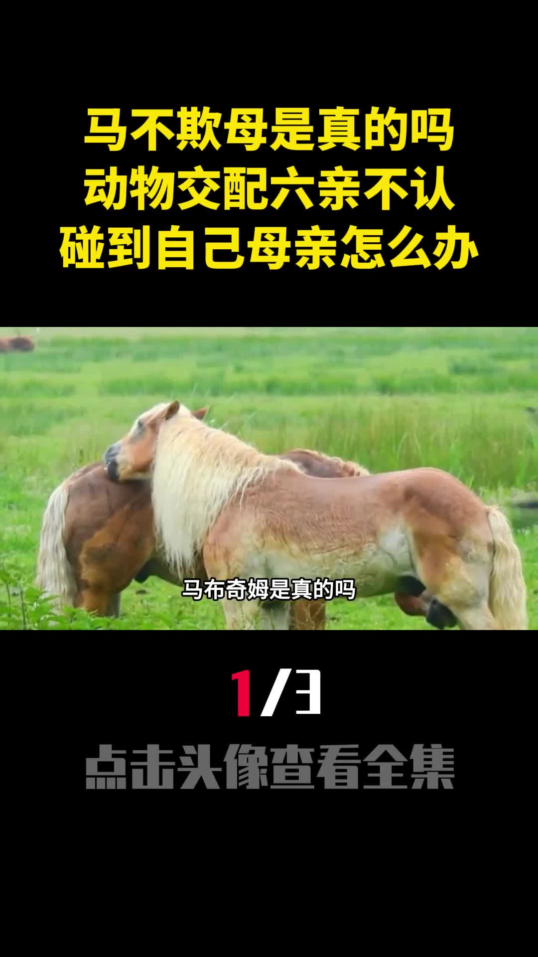 马不欺母是真的吗动物交配六亲不认碰到自己母亲怎么办1
