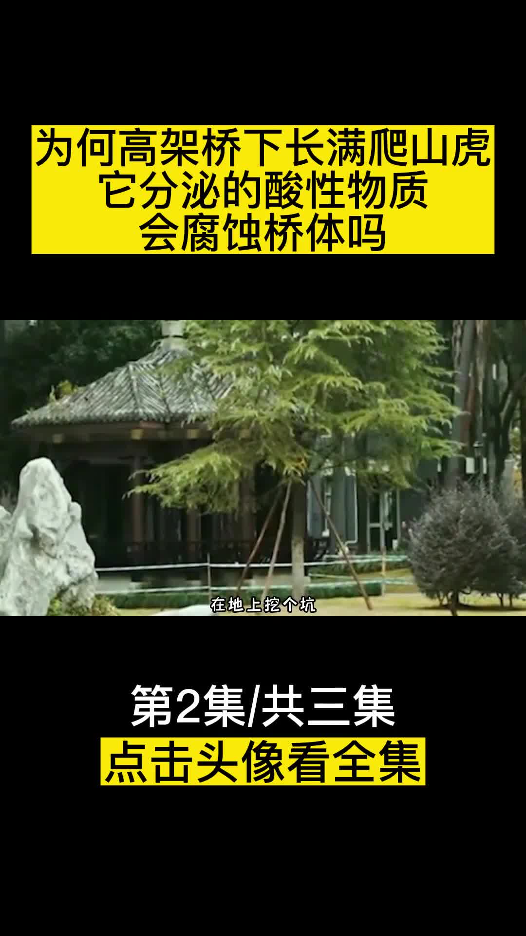 为何高架桥下长满爬山虎它分泌的酸性物质会腐蚀桥体吗