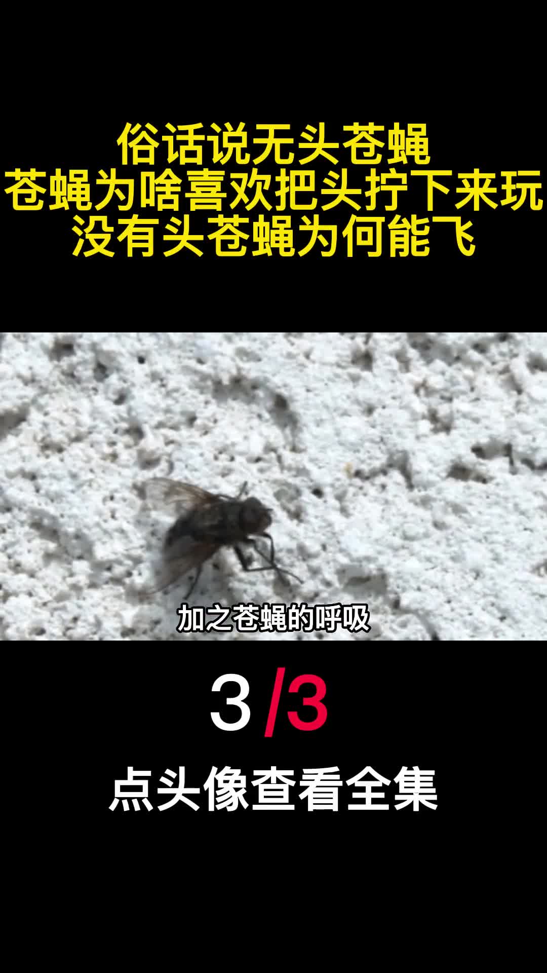 俗话说无头苍蝇苍蝇为啥喜欢把头拧下来玩没有头苍蝇为何能飞3