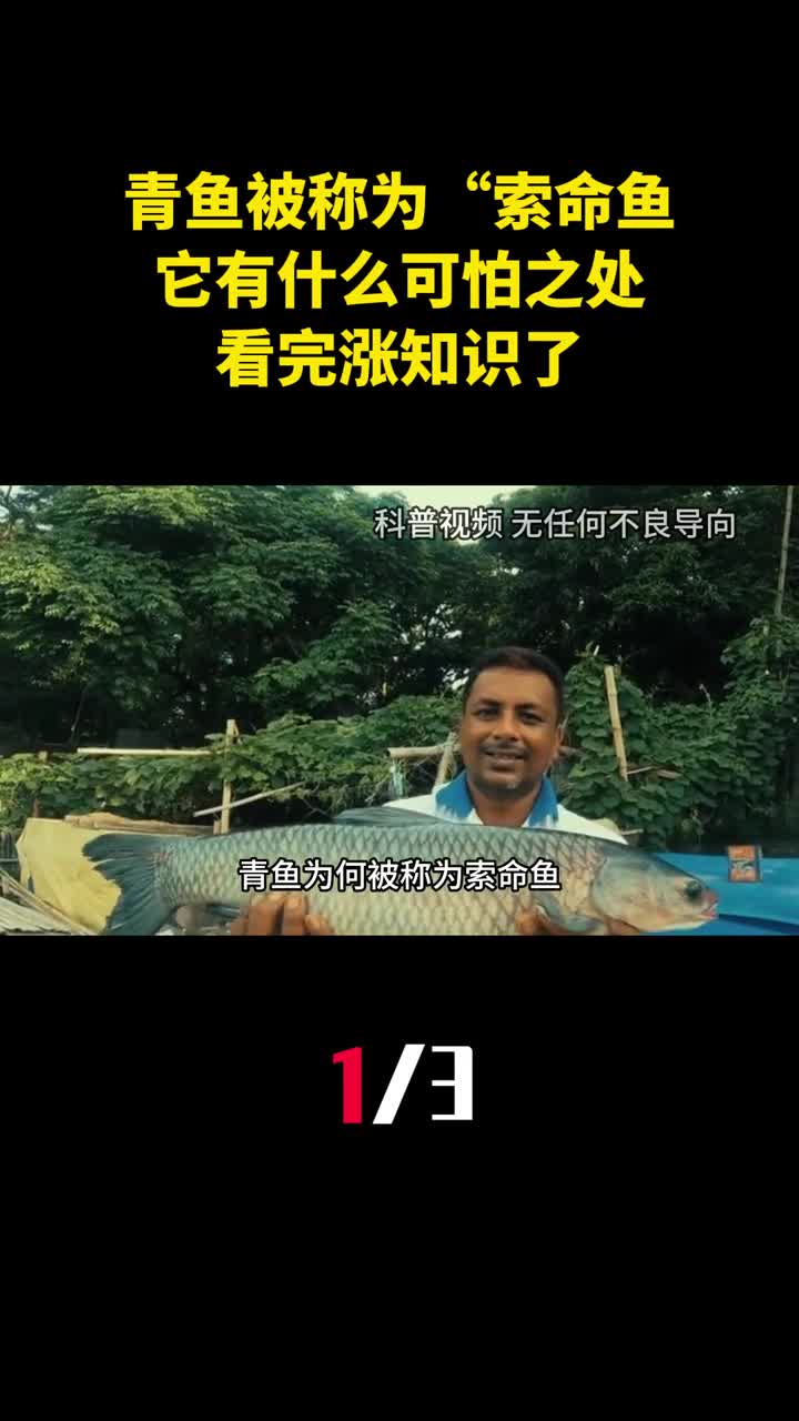 青鱼为何被称为索命鱼它有什么可怕之处看完涨知识了1