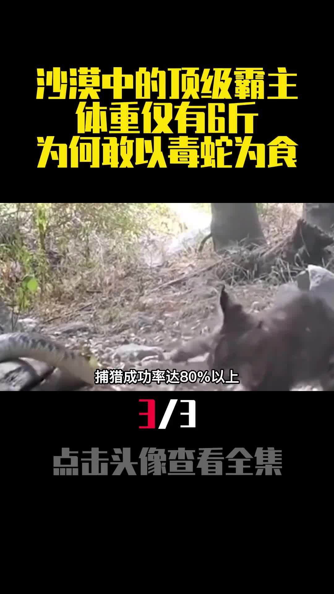 沙漠中的顶级霸主体重仅有6斤为何敢以毒蛇为食3