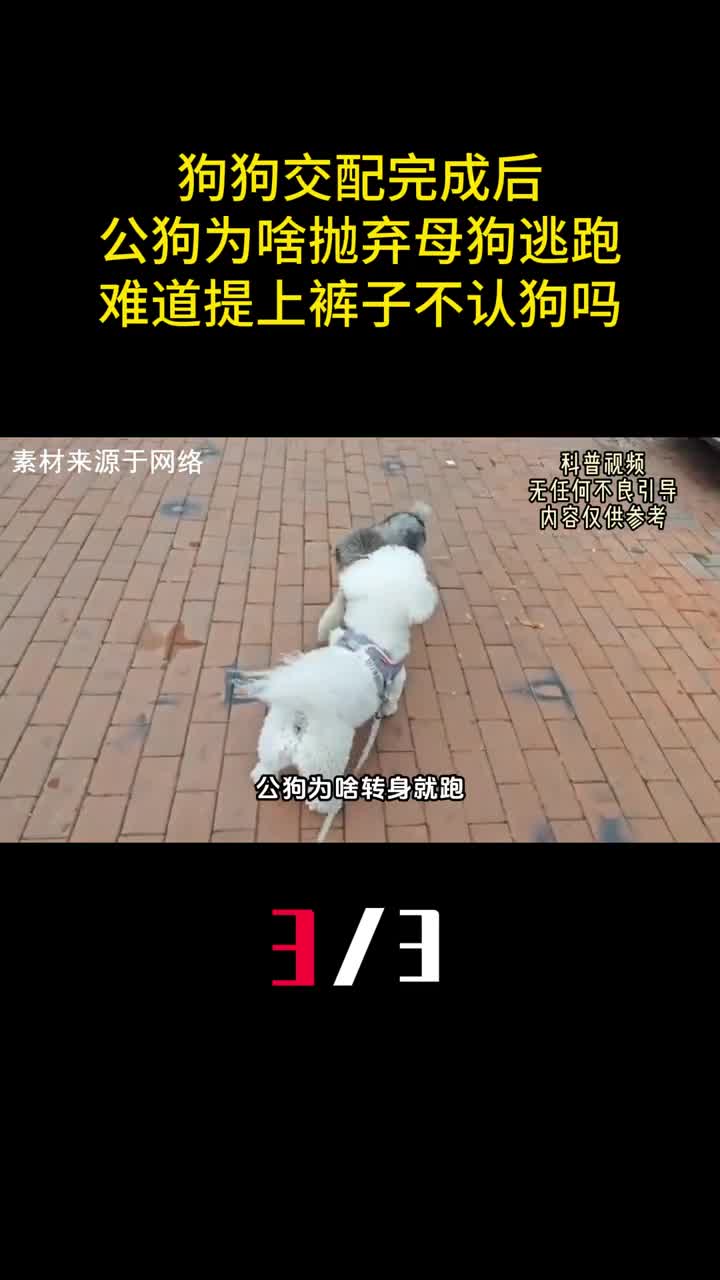 狗狗交配完成后公狗为啥抛弃母狗逃跑难道提上裤子不认狗吗3