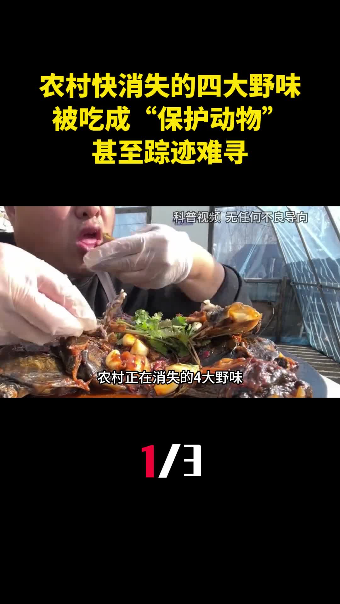 农村慢慢消失的四大野味被吃成保护动物甚至踪迹难寻1