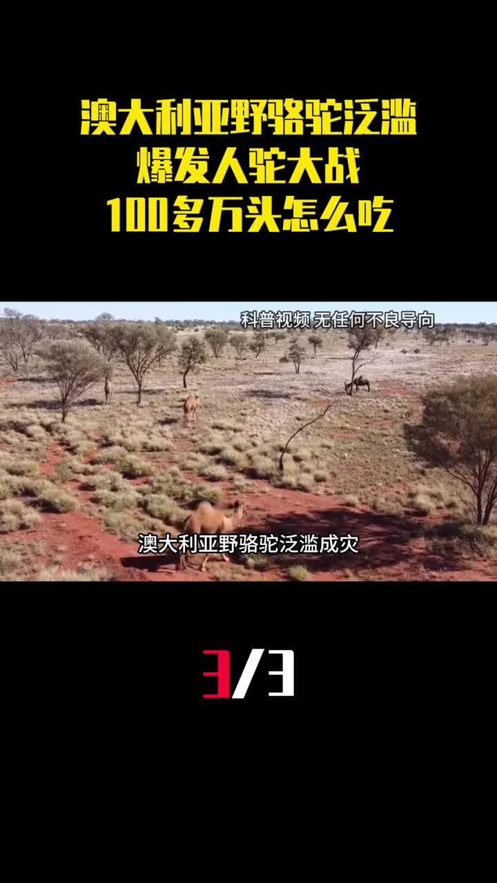 澳大利亚野骆驼泛滥爆发人驼大战100多万头怎么吃得完3