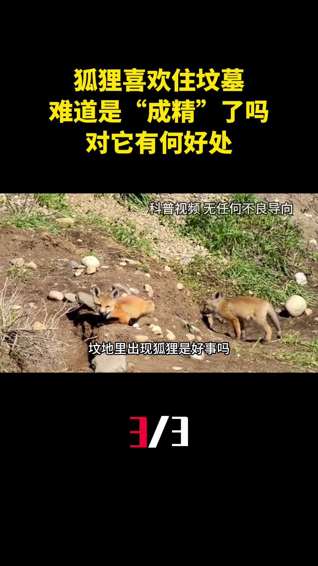 为什么狐狸喜欢住坟墓难道是成精了吗对它有何好处3