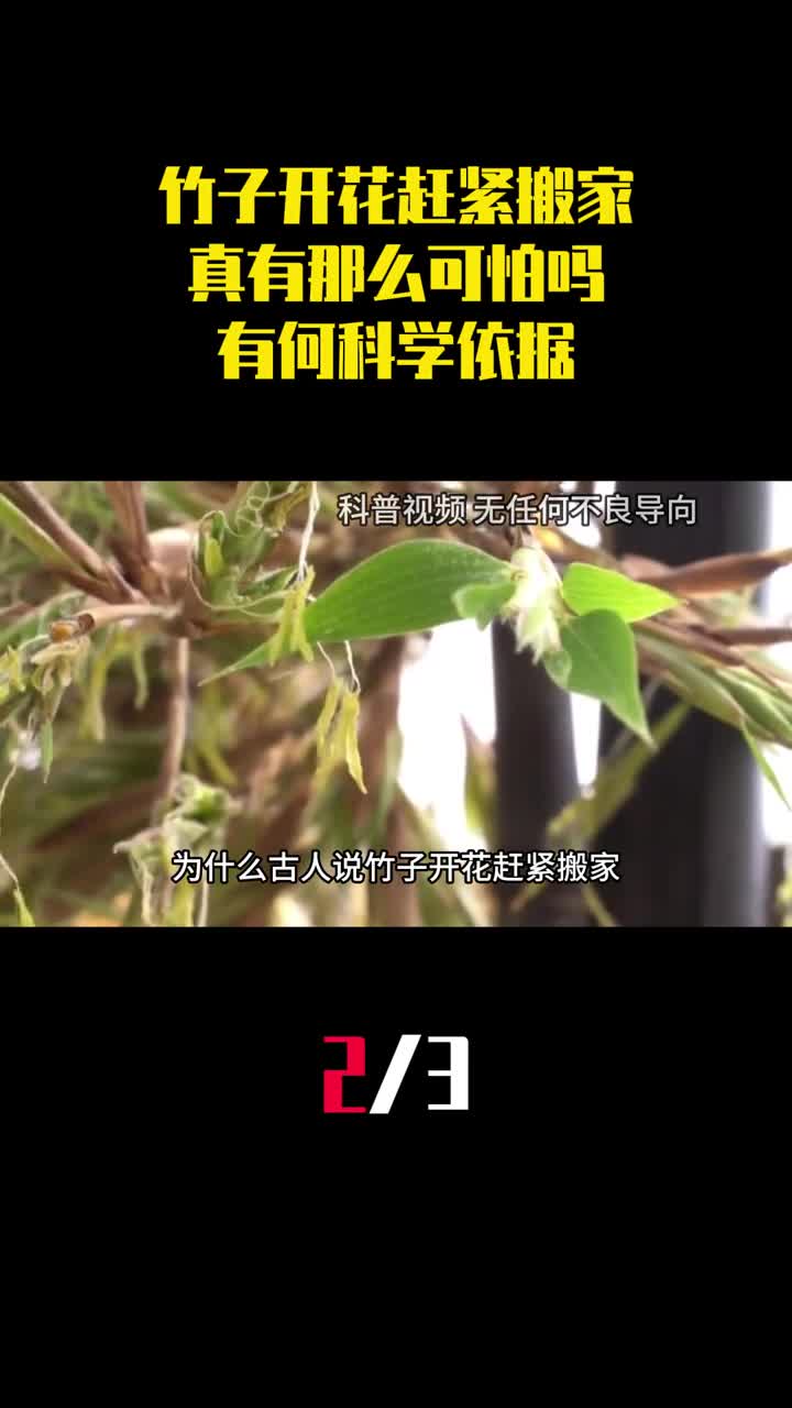 古人说竹子开花赶紧搬家真有那么可怕有何科学依据2