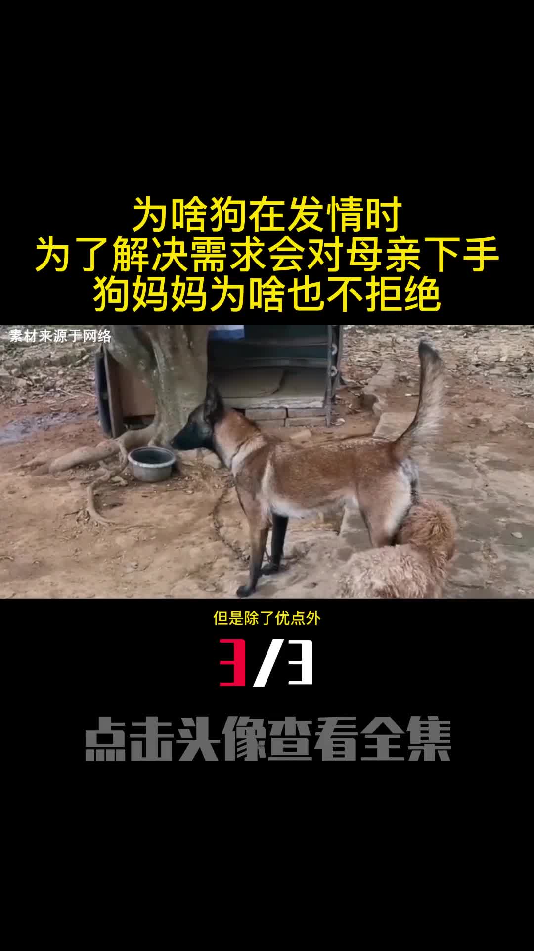 为啥狗在发情时为了解决需求会对母亲下手狗妈妈为啥也不拒绝3
