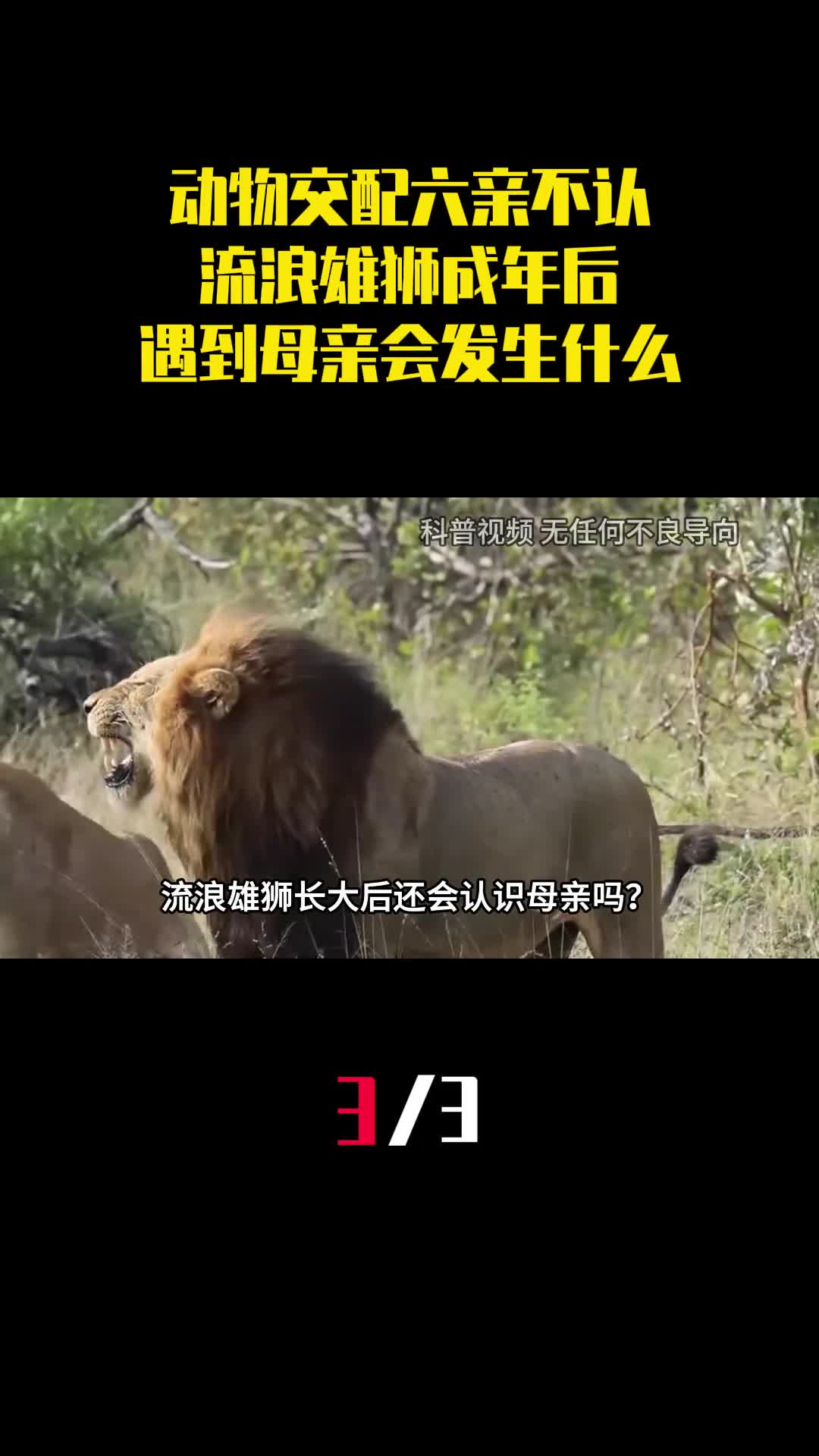 动物交配六亲不认流浪雄狮成年后遇到母亲会发生什么3