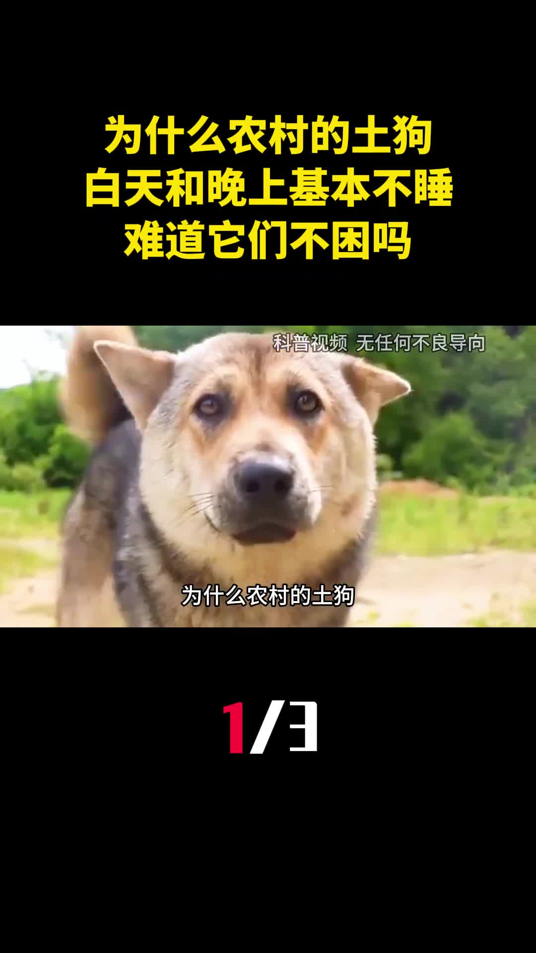 为什么农村的土狗白天和晚上基本不睡难道它们不困吗1