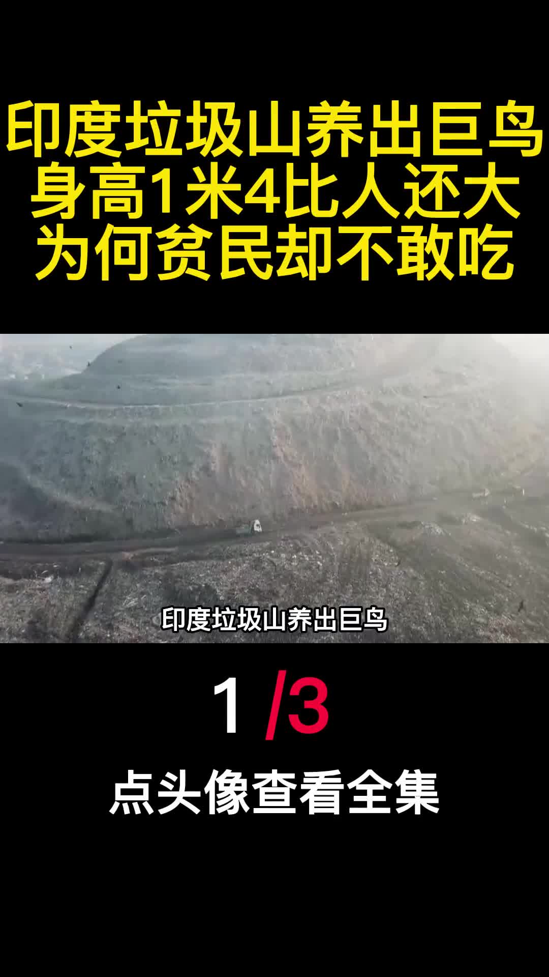 印度垃圾山养出巨鸟身高1米4比人还大为何贫民却不敢吃1