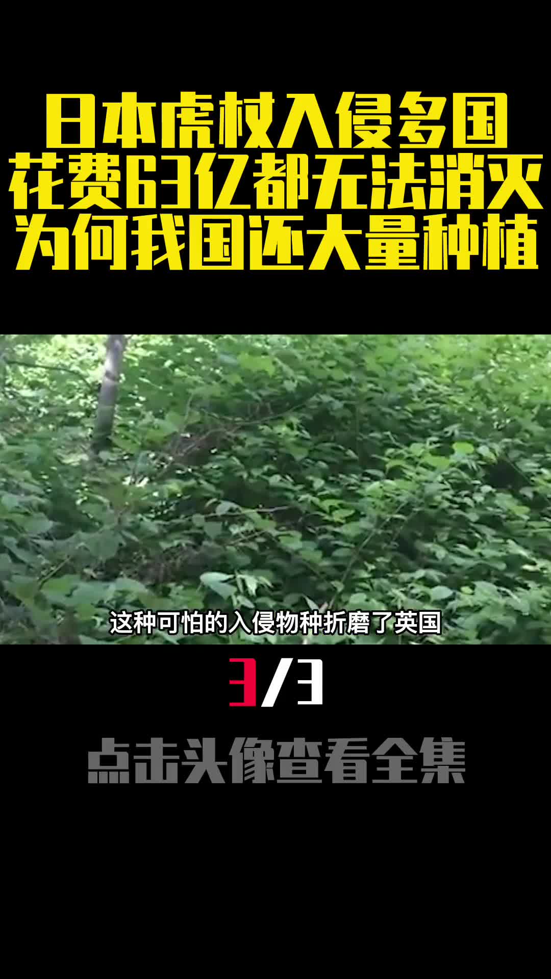 日本虎杖入侵多国花费63亿都无法消灭为何我国还大量种植3