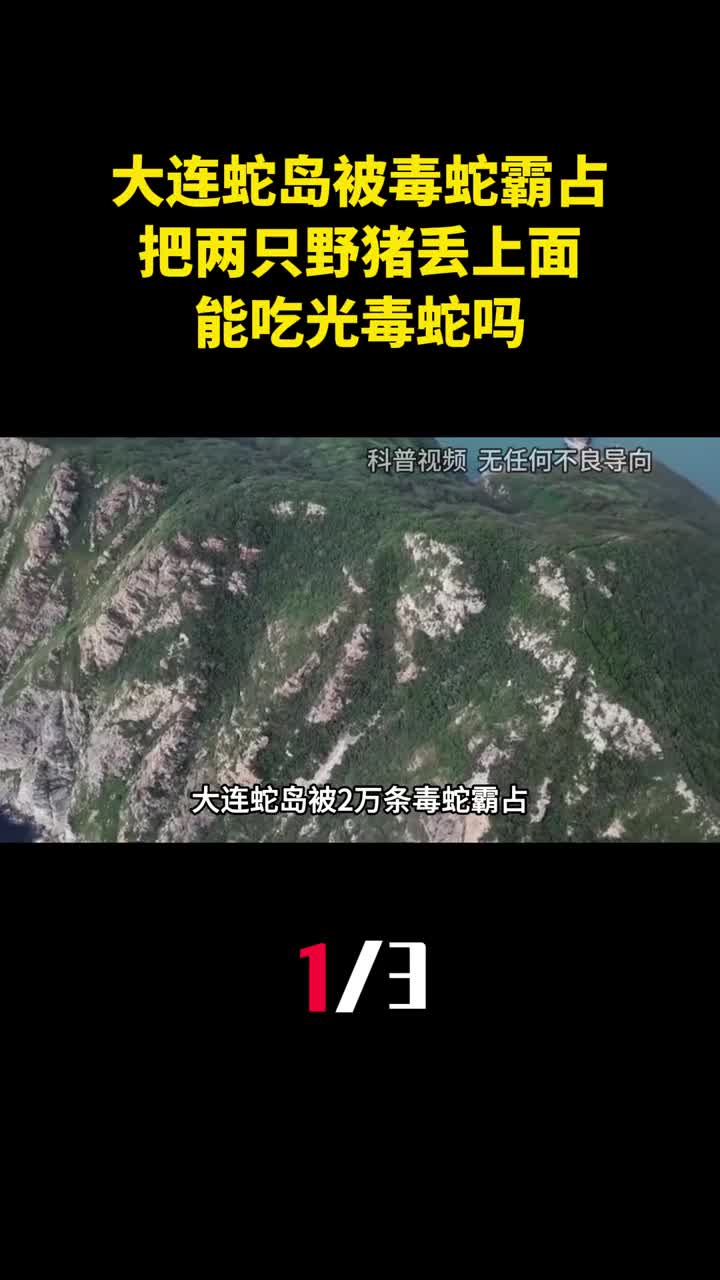 大连蛇岛被2万条毒蛇霸占把两只野猪丢上面能吃光毒蛇吗1