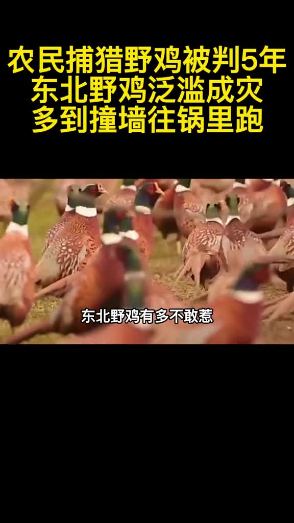 农民捕猎野鸡被判5年东北野鸡泛滥成灾多到撞墙往锅里跑1