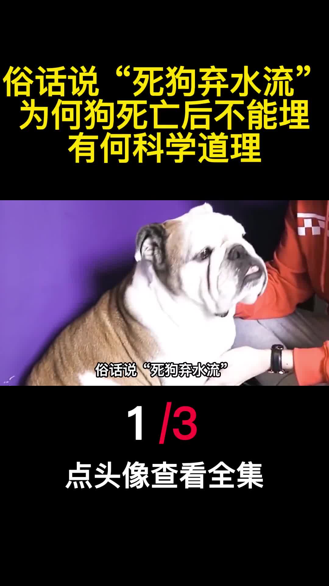 俗话说死狗弃水流为何狗死亡后不能埋有何科学道理1
