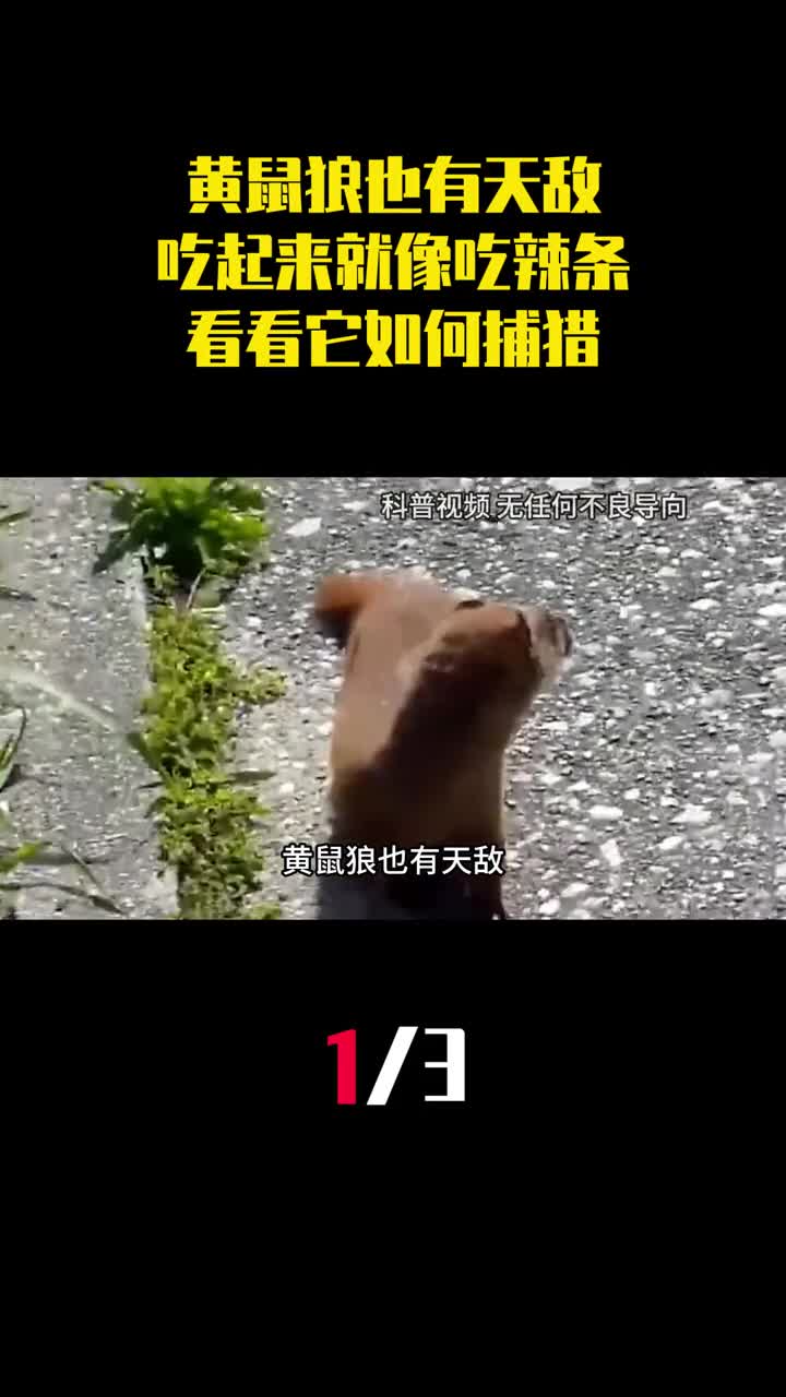 黄鼠狼也有天敌吃起黄鼠狼来就像吃辣条看看它如何捕猎1