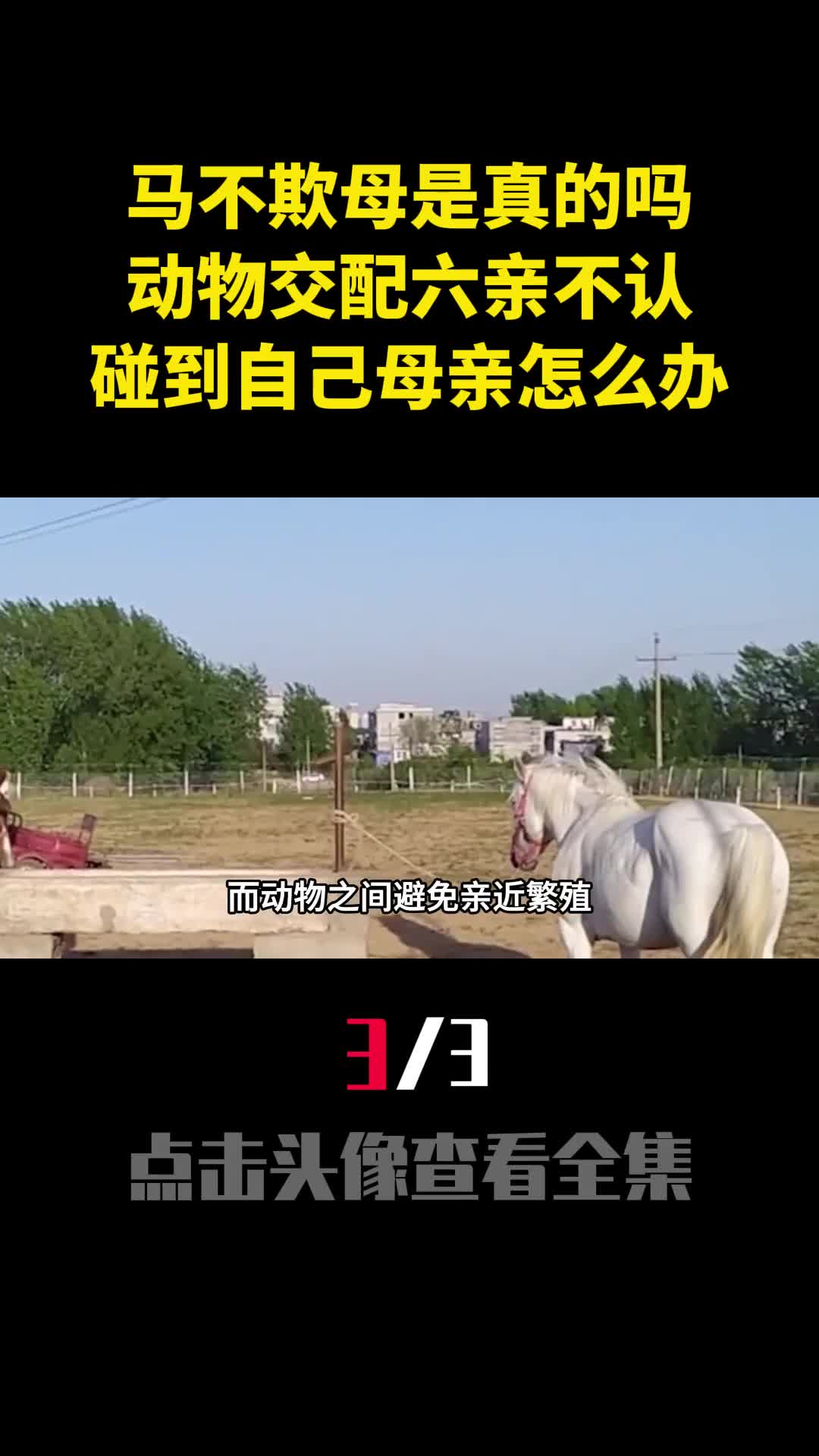 马不欺母是真的吗动物交配六亲不认碰到自己母亲怎么办3