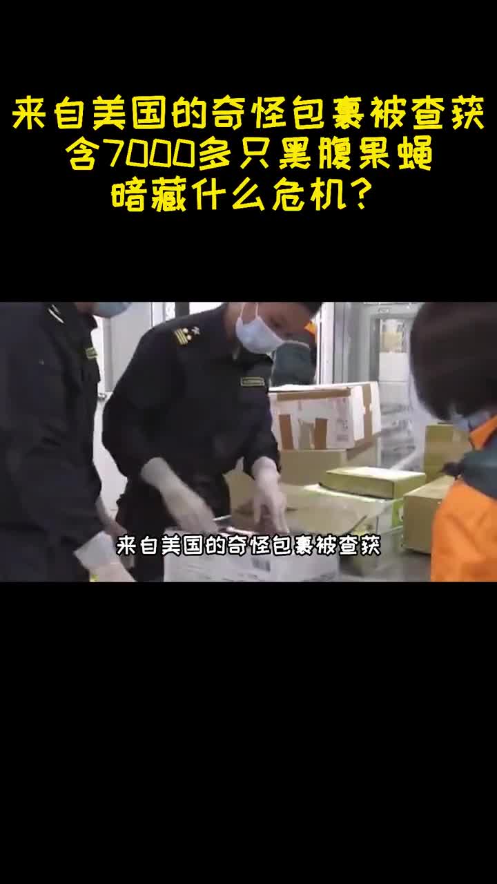 来自美国的奇怪包裹被查获含7000多只黑腹果蝇暗藏什么危机1