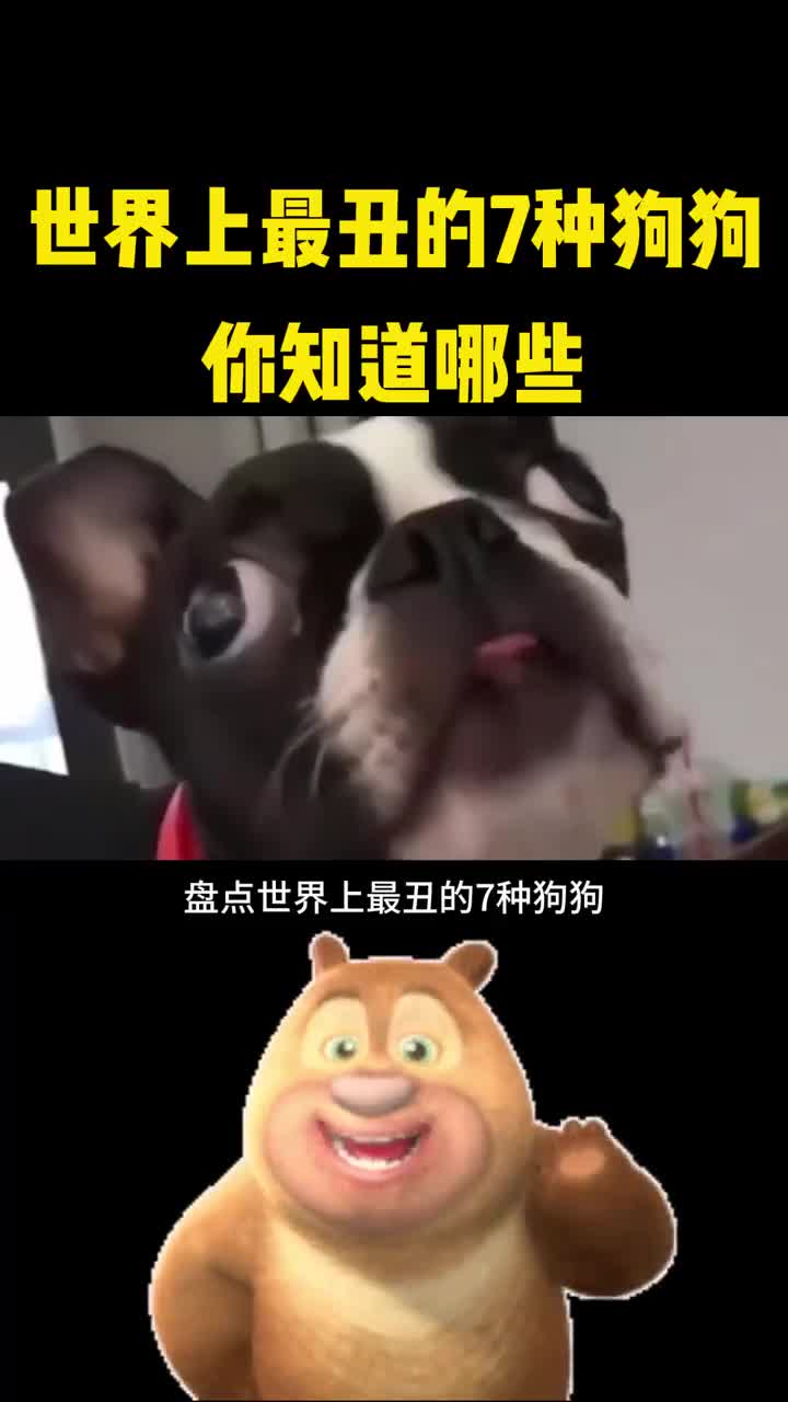 盘点世界上最丑的7种狗狗