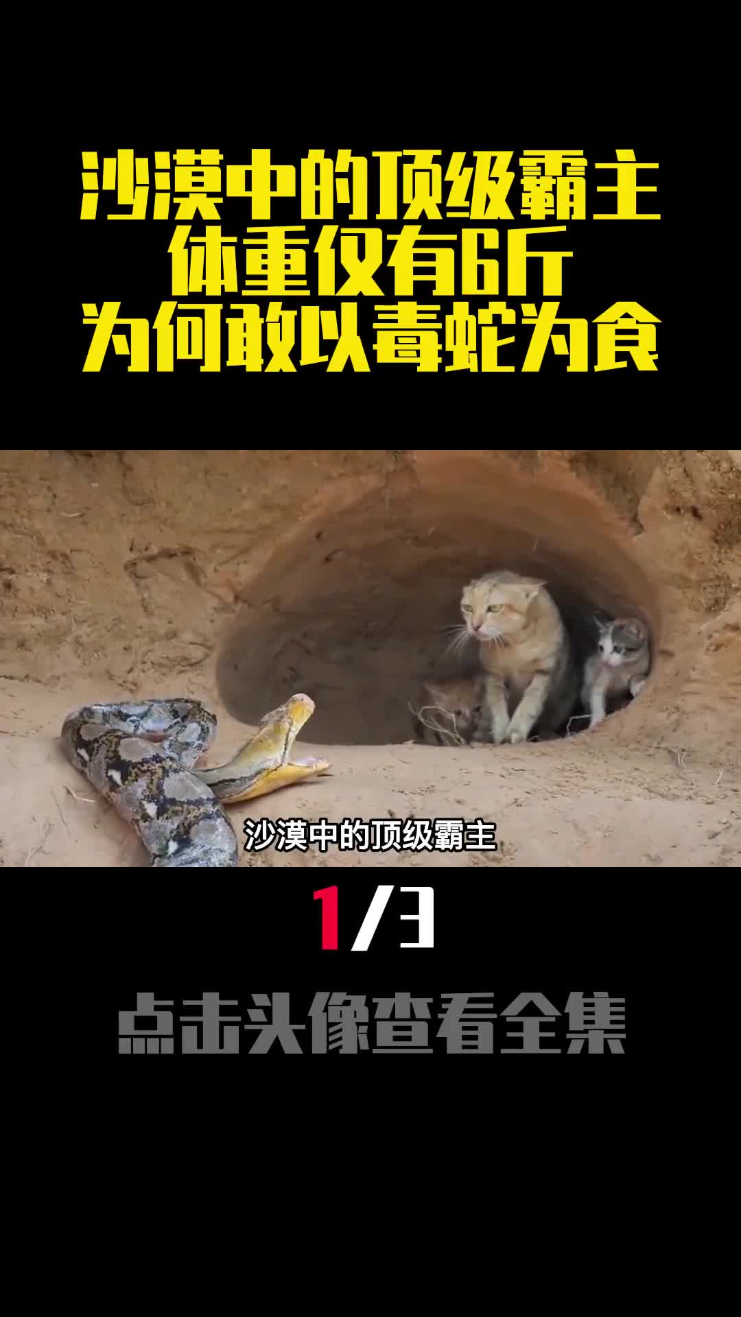 沙漠中的顶级霸主体重仅有6斤为何敢以毒蛇为食1