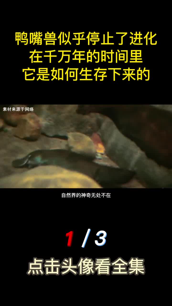 鸭嘴兽似乎停止了进化在千万年的时间里它是如何生存下来的