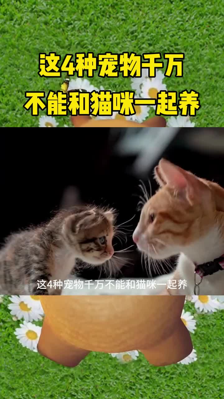 这四种宠物千万不要和猫咪一起养