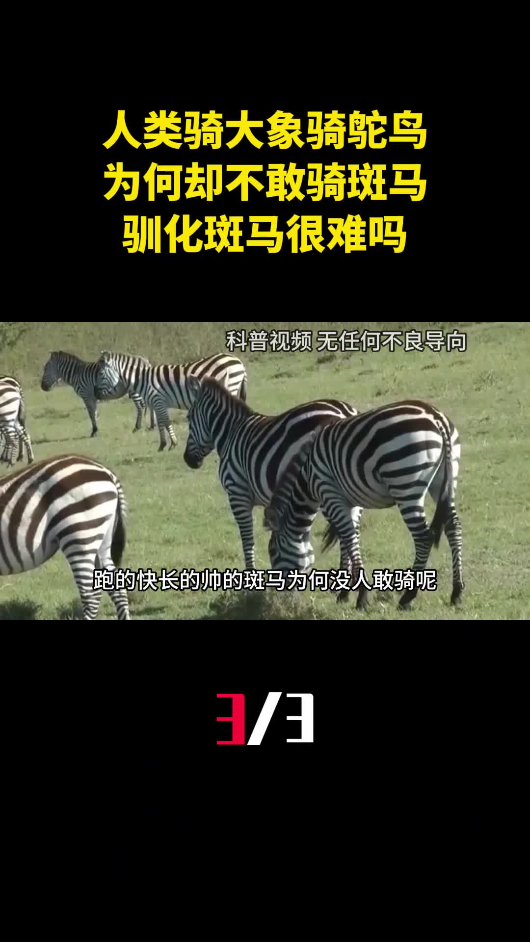 人类骑大象骑鸵鸟为何却不敢骑斑马驯化斑马很难吗3