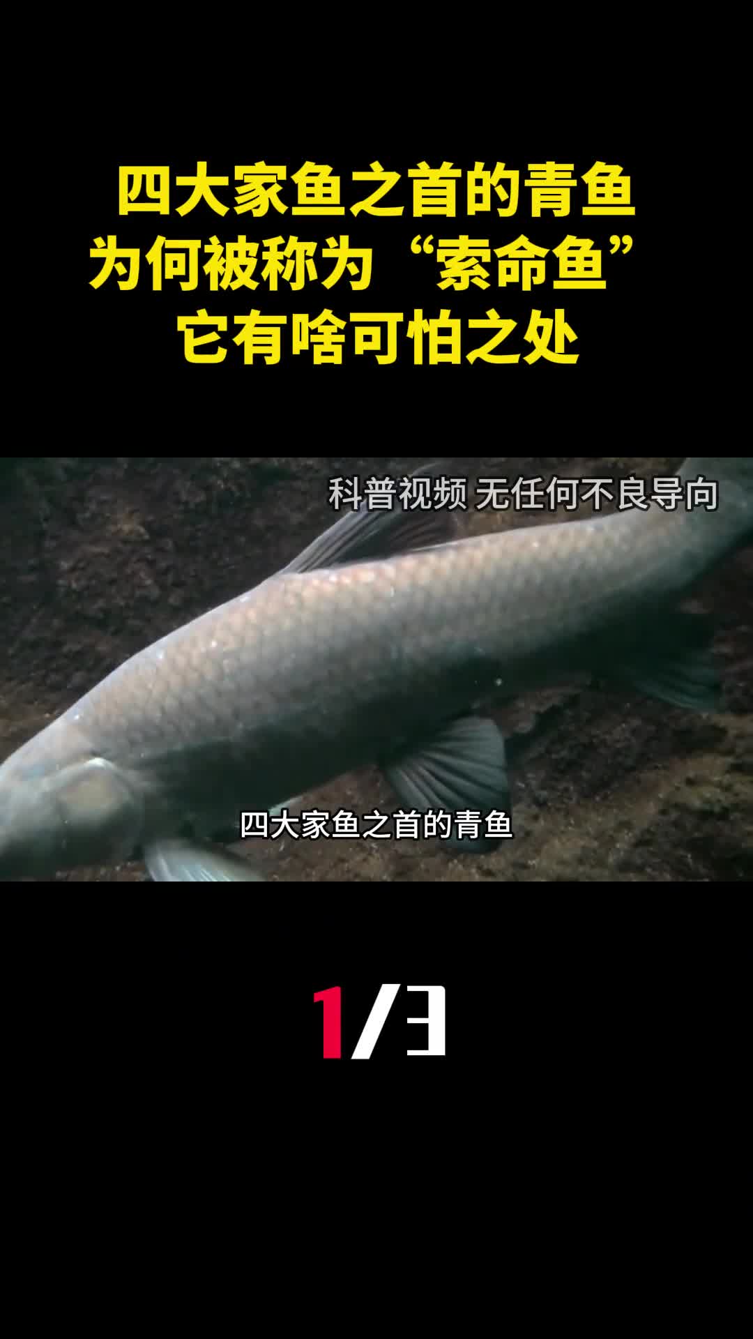 四大家鱼之首的青鱼为何会被称为索命鱼它有啥可怕之处1