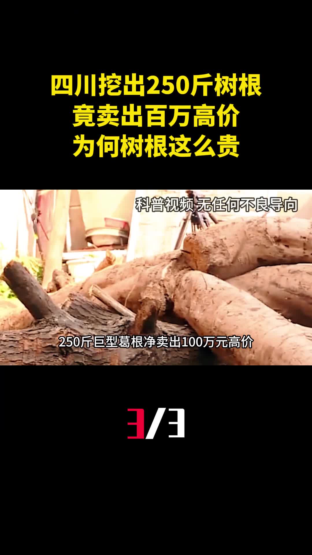 四川农民挖出250斤树根竟卖出百万高价为何树根这么贵3