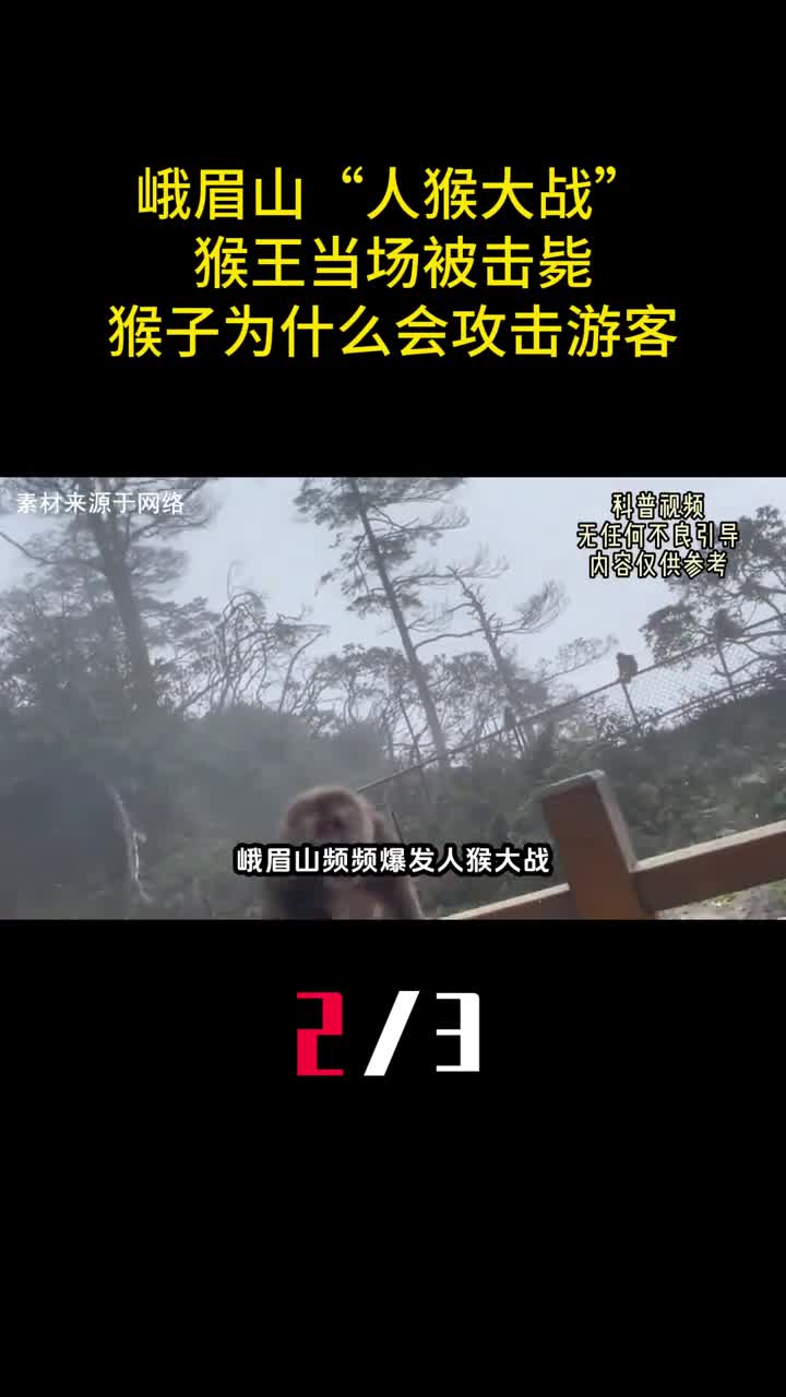 峨眉山人猴大战猴王当场被击毙猴子为什么会攻击游客2