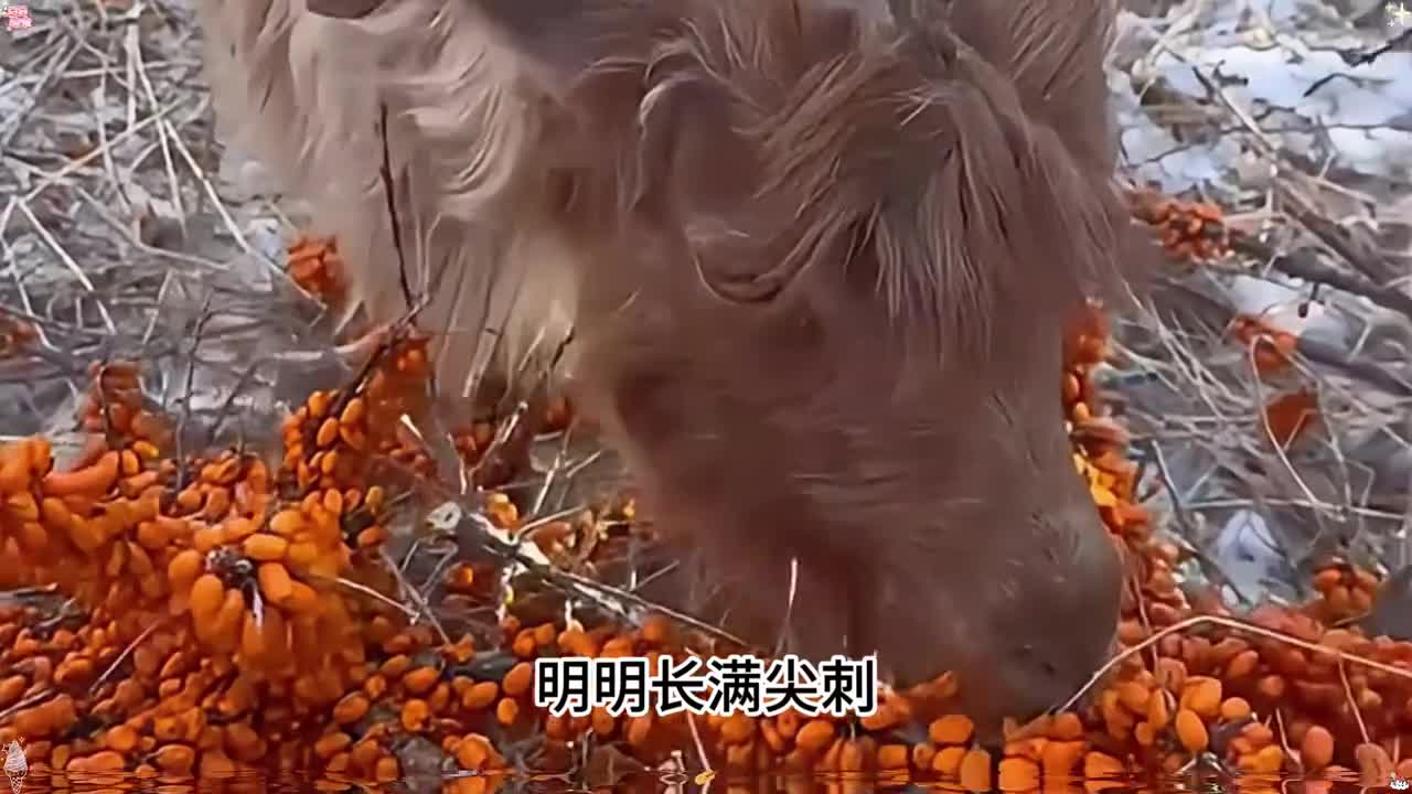 它是与恐龙同一时期的水果其维C含量是苹果的300倍