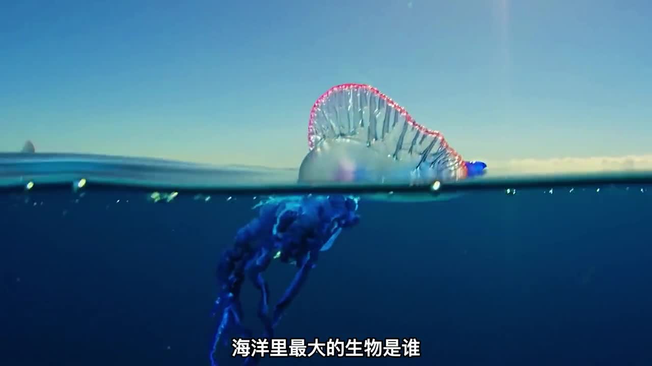 海里最大的十种巨型生物二