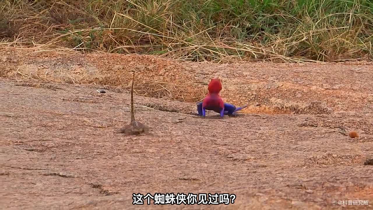跟蜘蛛侠一样的生物你见过吗还有其他稀有的奇怪生物你一个都没见过吧三