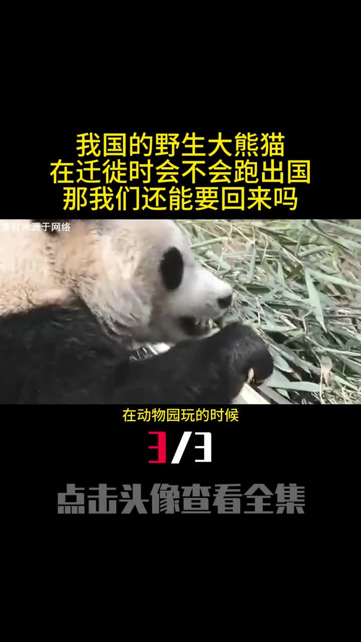 我国的野生大熊猫在迁徙时会不会跑出国那我们还能要回来吗3